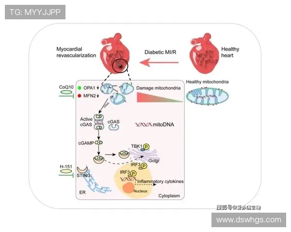 ATP与ATO协同作用对细胞能量代谢调控及其在疾病中的潜在应用研究 ATP与ATO协同作用对细胞能量代谢调控及其在疾病中的潜在应用研究